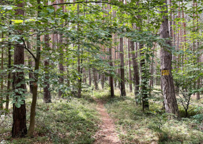 jauerling-runde_waldweg