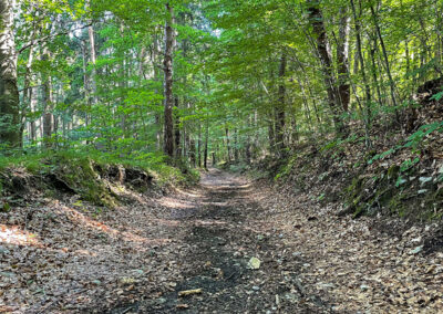 jauerling-runde_waldweg_heiligenblut