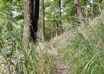 jauerling-runde_waldweg_wachau