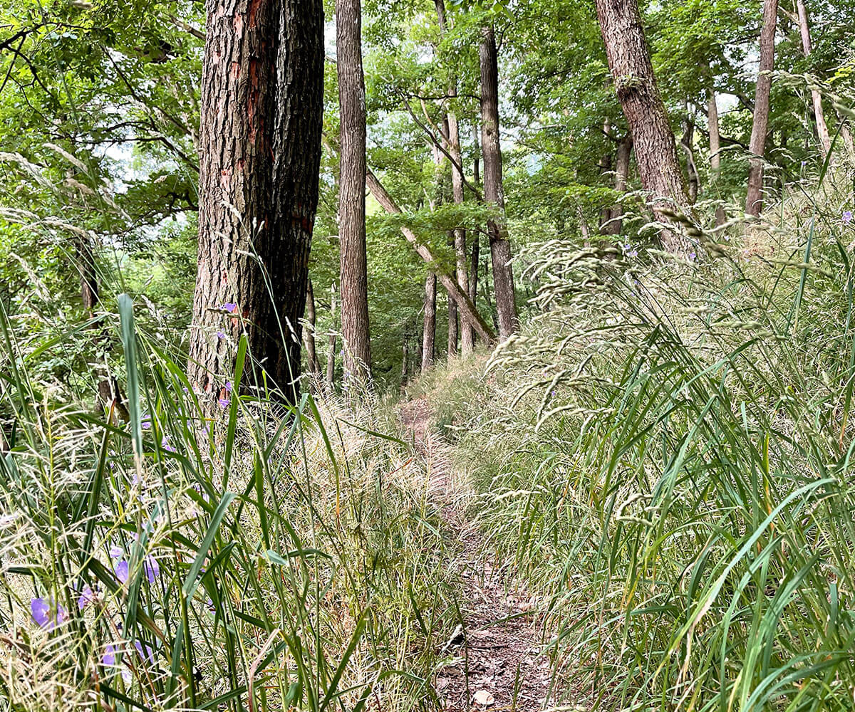 jauerling-runde_waldweg_wachau