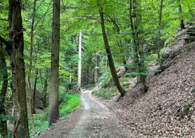 jauerling-runde_waldweg_wandern