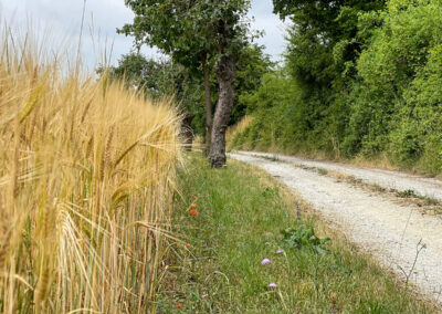 jauerling-runde_wandern_wachau