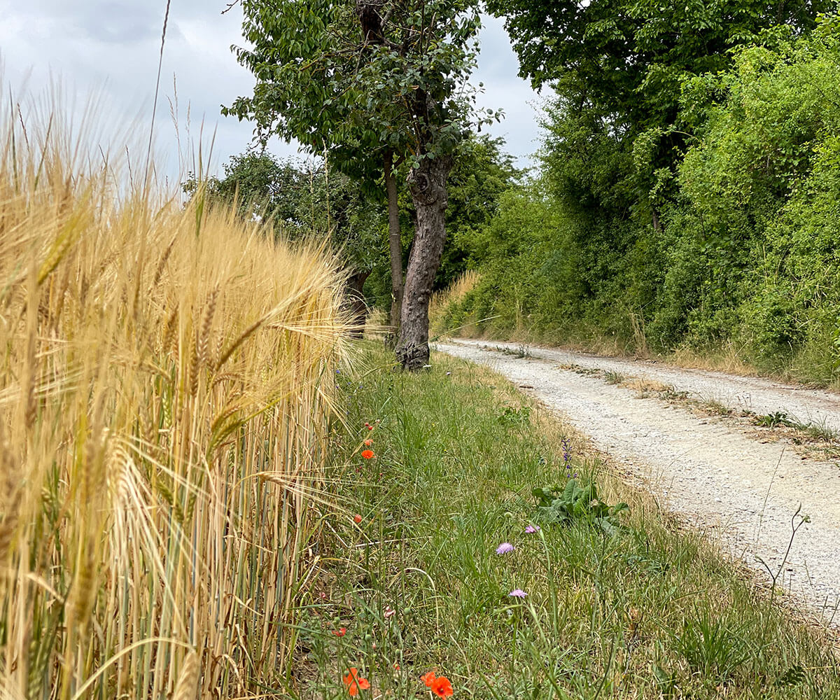 jauerling-runde_wandern_wachau