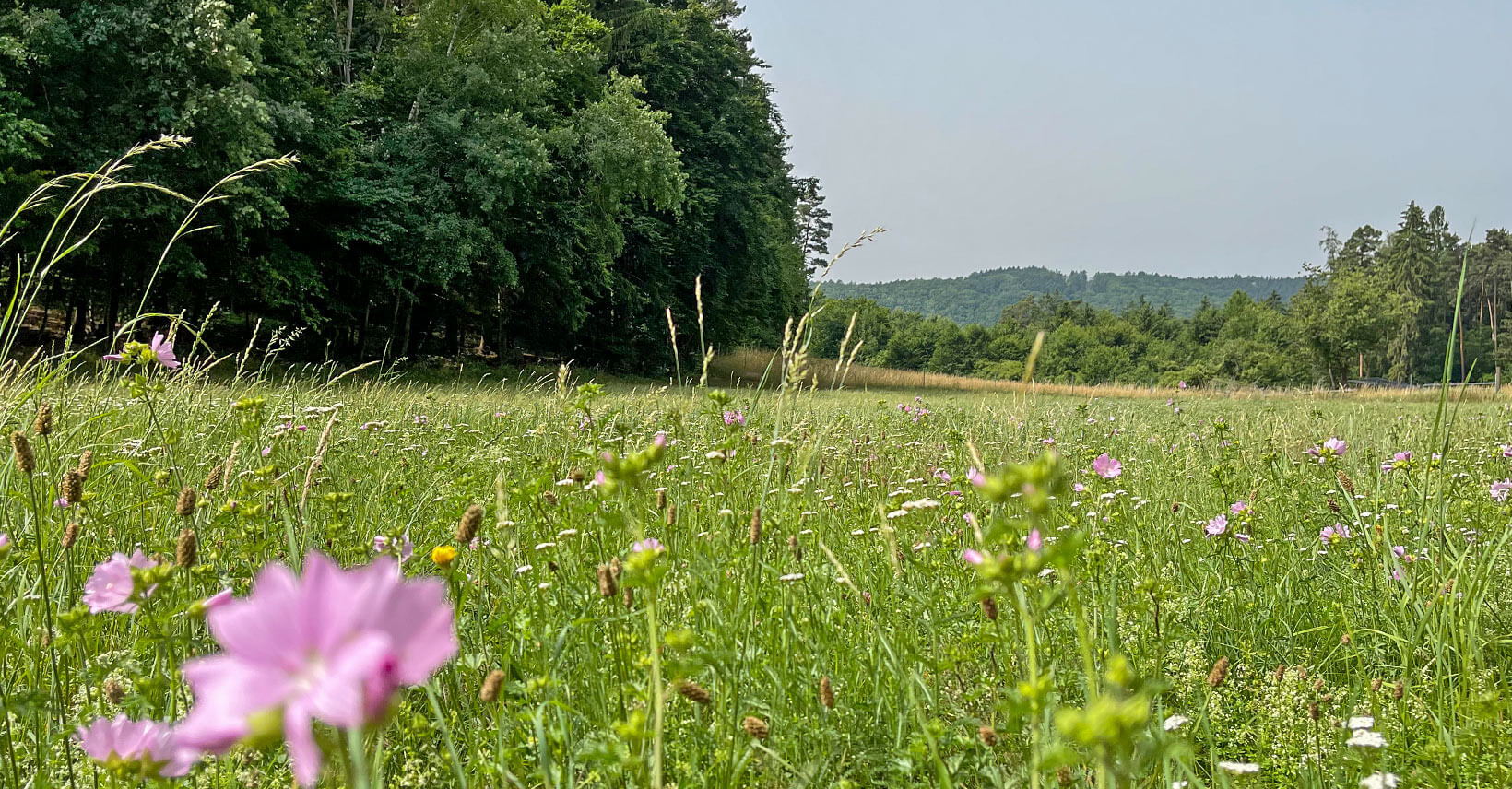 jauerling-runde_wandern_wachau