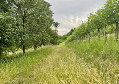 jauerling-runde_wandern_wachau