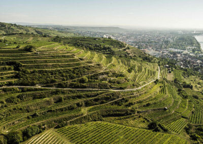 weingut_stadt-krems