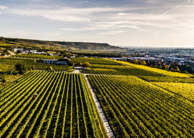 weingut_stadt_krems_falstaff_winzer_des_jahres_weinbau_verkostung_ausflugsziel_österreichische_traditionsweingüter