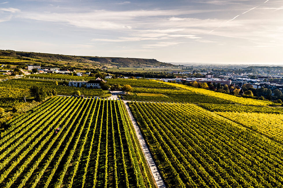 weingut_stadt_krems_falstaff_winzer_des_jahres_weinbau_verkostung_ausflugsziel_österreichische_traditionsweingüter