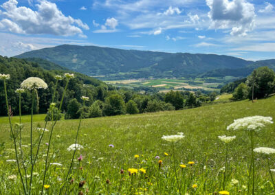 jauerling-runde_afterbach_blumenwiese