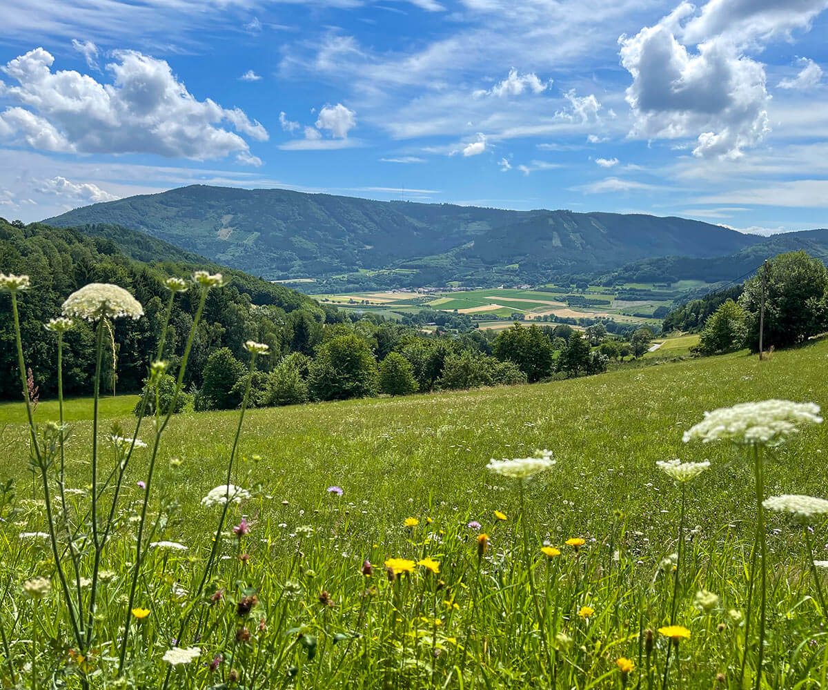 jauerling-runde_afterbach_blumenwiese