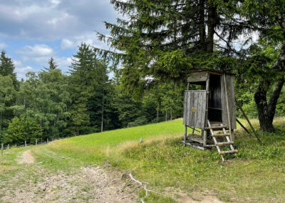 jauerling-runde_etappe7_waldweg