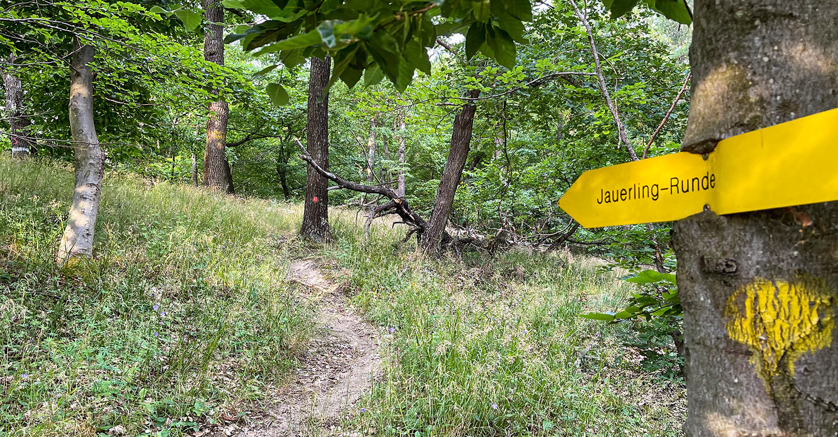 jauerling-runde_wachau_wandern