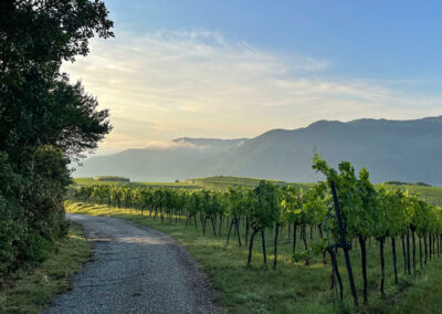 morgenstimmung_wachau_weissenkirchen