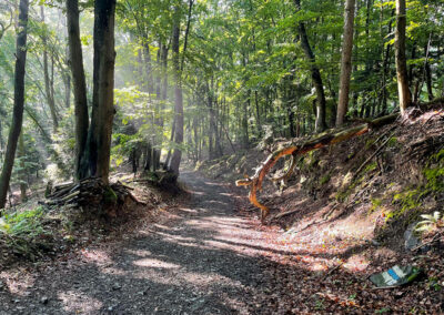 waldweg_wachau_wandern