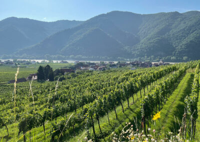 wösendorf_wachau_wandnern