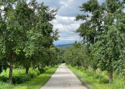 allee_mautern_welterbesteig_wachau