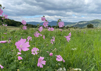 blumenwiese_wachau_furth