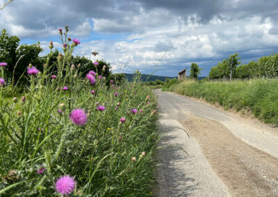 wandern_welterbesteig_mautern