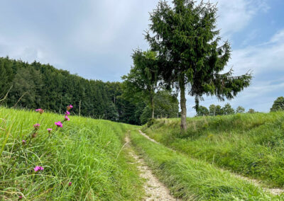 welterbesteig_wachau_hohenwarther-höh