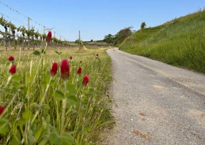 krems_rundwanderung_sandgrube