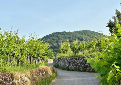 weissenkirchen_wachau_wandern