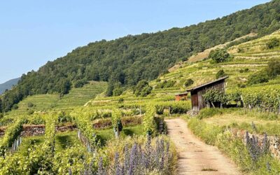 Weinwanderweg Weißenkirchen