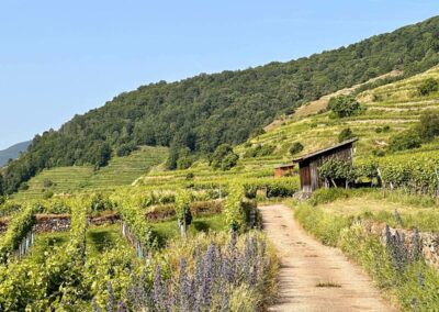 weissenkirchen_wachau_weinwanderweg